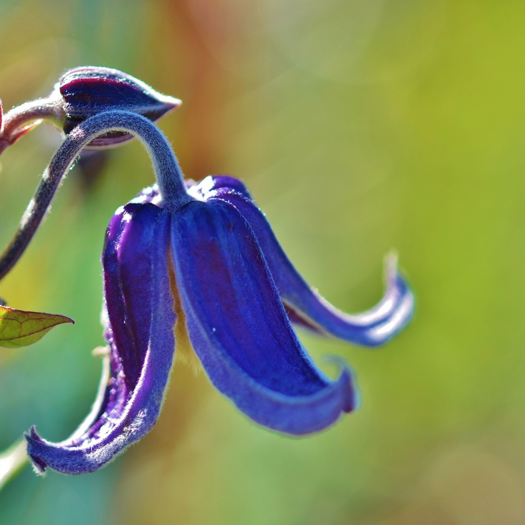 Blue bell flower close up