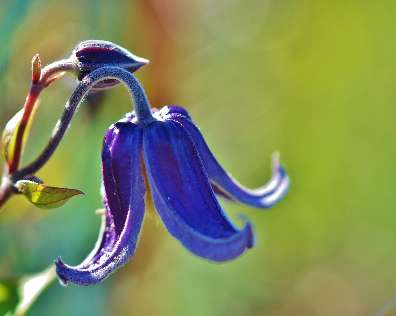 Blue bell flower close up