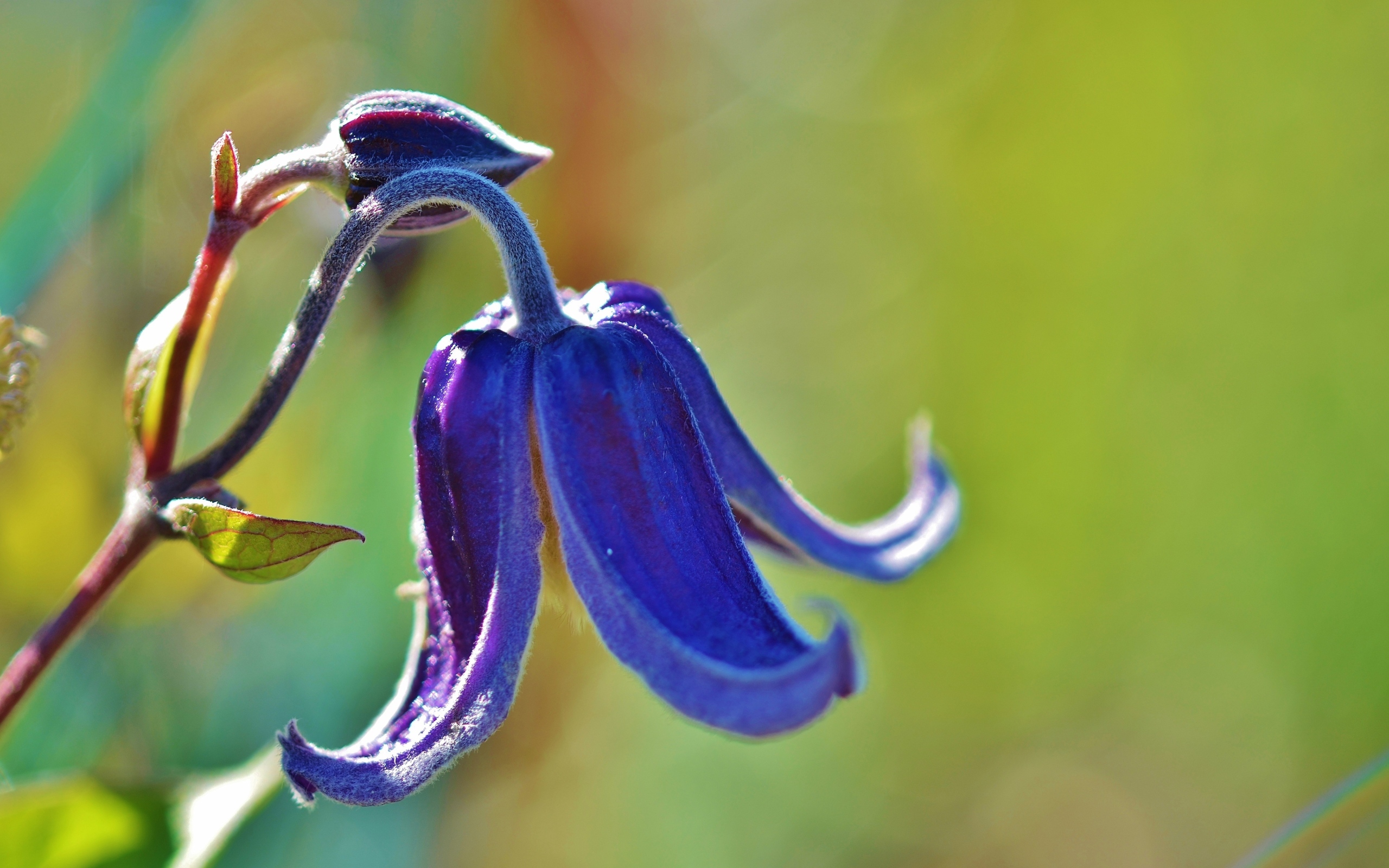 Синий цветок колокольчика крупным планом