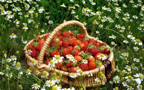 Basket of strawberries among daisies