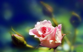 	 Pink rose on a blurred background