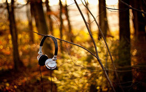 The headphones on autumn bush