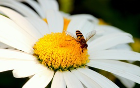Bee on camomile