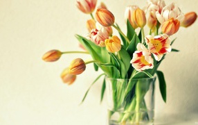 Yellow tulips in a gift on March 8