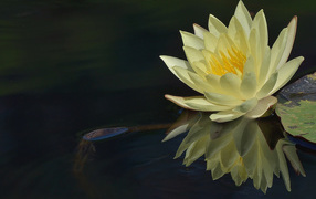 Beautiful flower lily