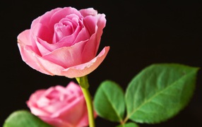 Best pink roses