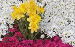 Brighton narcissus and daisy flowers