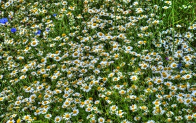 Daisies in the green
