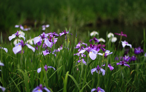 In the garden of beautiful flowers irises