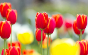 Red with yellow tulips