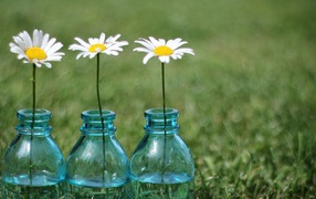 Three daisies in bottles