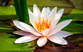 White water Lily