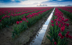 	   Field of pink tulips