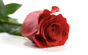 	   Red rose on white background