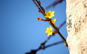 	   Yellow flowers on a branch