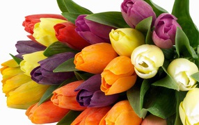 Bouquet of colorful tulips on March 8