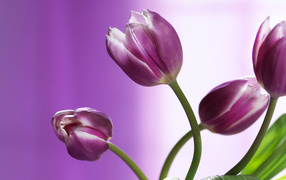 Bouquet of purple tulips for women on March 8