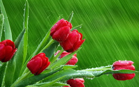 Bouquet of red tulips in the rain on March 8