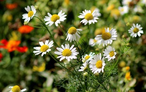 Chamomile flowers in the field