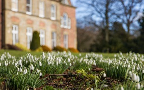 White snowdrops in the house