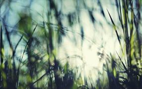 Blurred photo of grass