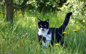 Черно-белый кот в зеленой траве