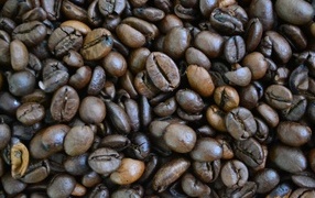 Large aromatic roasted coffee beans