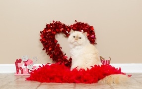 Породистый кот на фоне красного сердца на день влюбленных