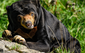 Большой черный медведь с острыми когтями