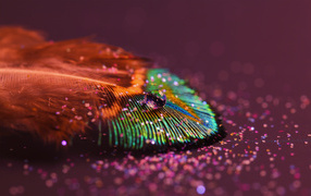 Beautiful peacock feather with glitter