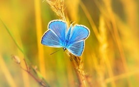 A small blue butterfly sits on the grass