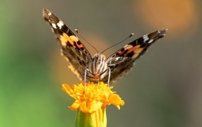 Коричневая бабочка сидит на цветке бархатца
