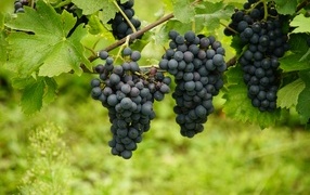 Большие гроздья синего винограда на лозе