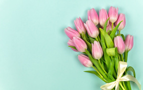 Beautiful bouquet of pink tulips on a blue background with ribbon