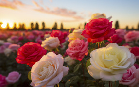 Delicate multi-colored roses in the rays of the sun at sunset