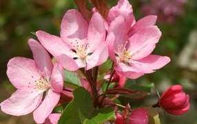 Large pink flowers on a branch