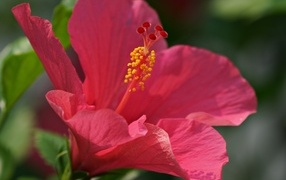 Large pink hibiscus close up