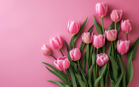 Many beautiful spring tulips on a pink background
