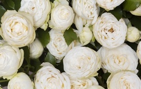 Many white garden roses close up