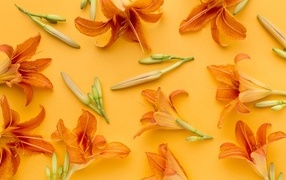 Orange daylily flowers on yellow background