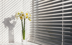 White daffodils in a vase by the window