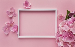 White frame with hydrangea flowers on a pink background, template for a postcard