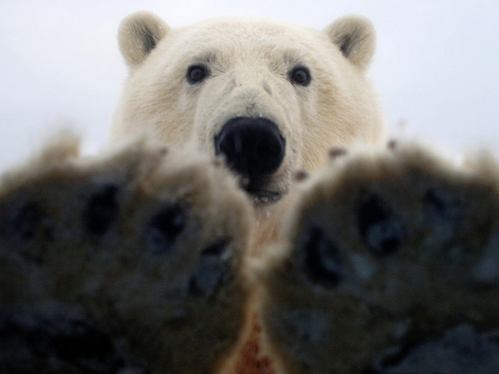 Paws Of A Polar Bear Desktop Wallpapers X