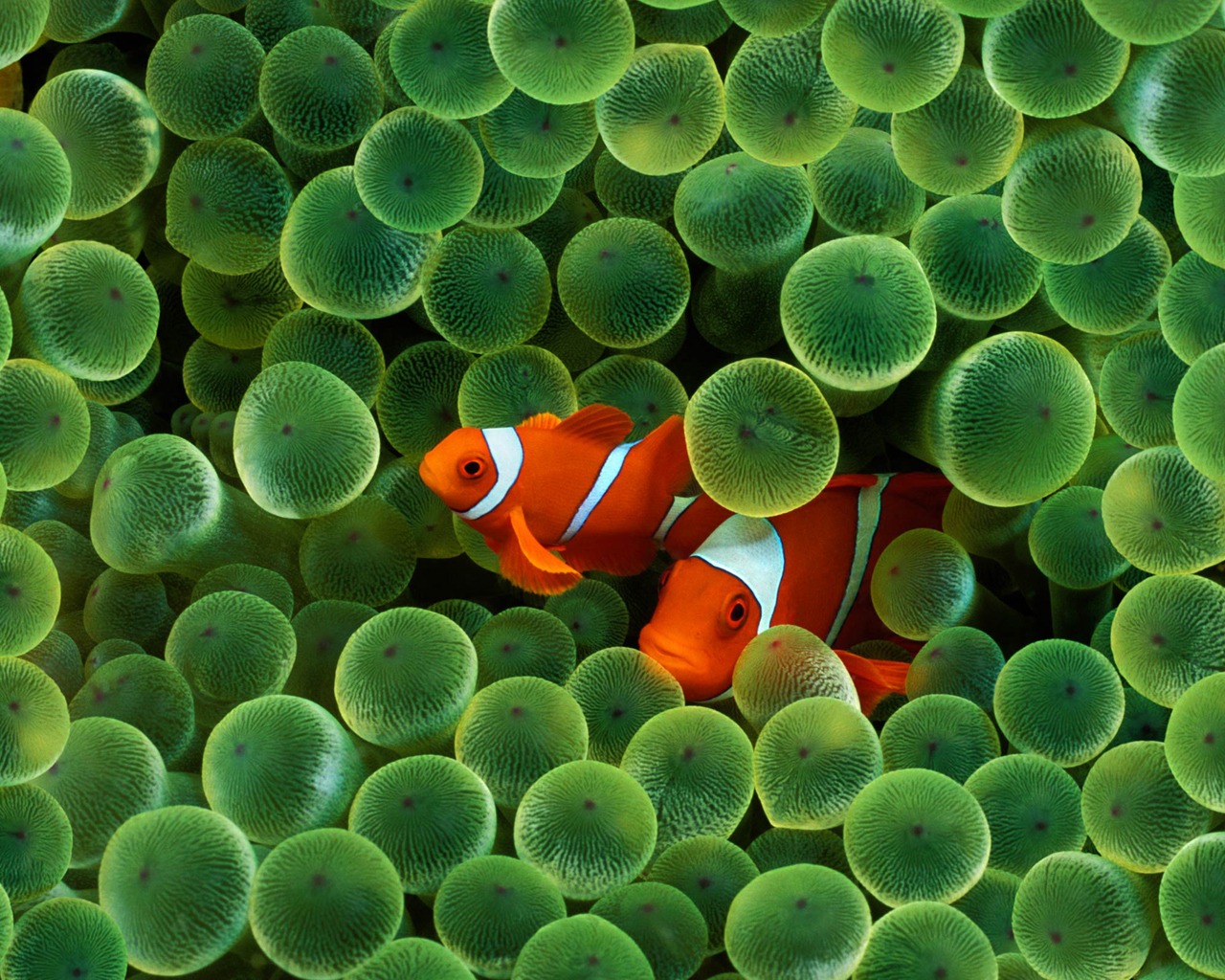 clown-fish-iphone-desktop-wallpapers-1280x1024