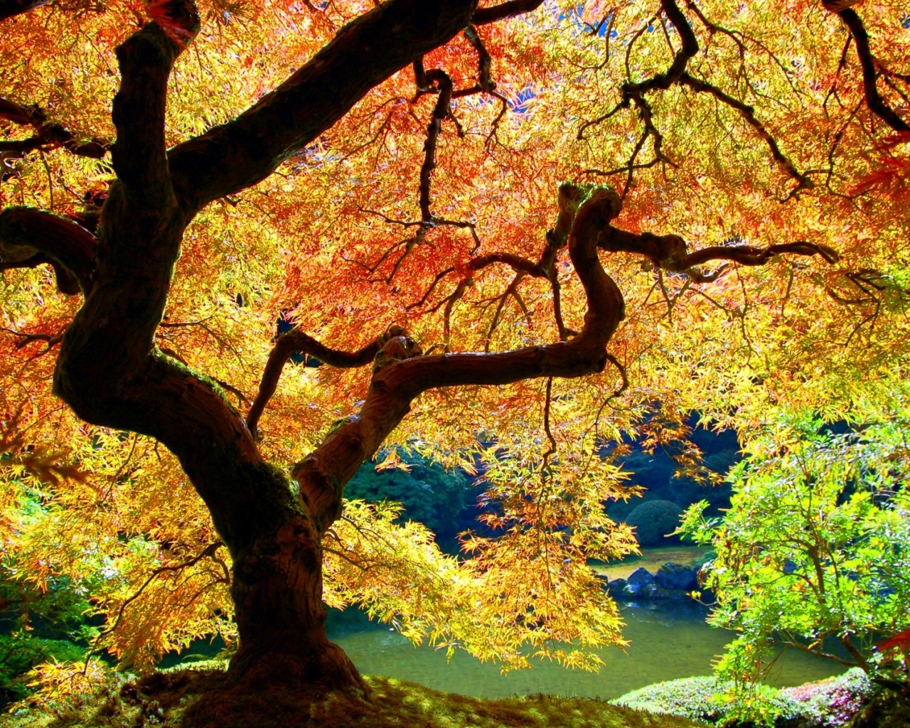 Autumn Tree Picture