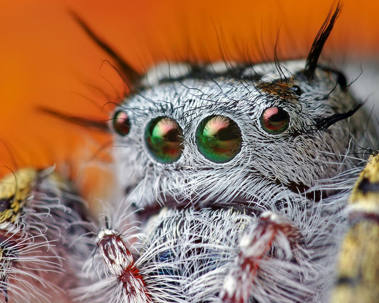 eye spider