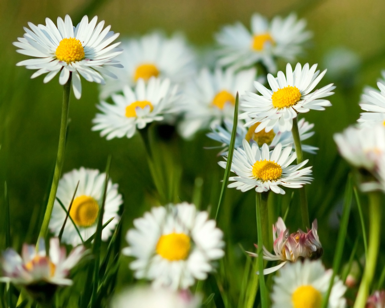 Daisies+wallpaper