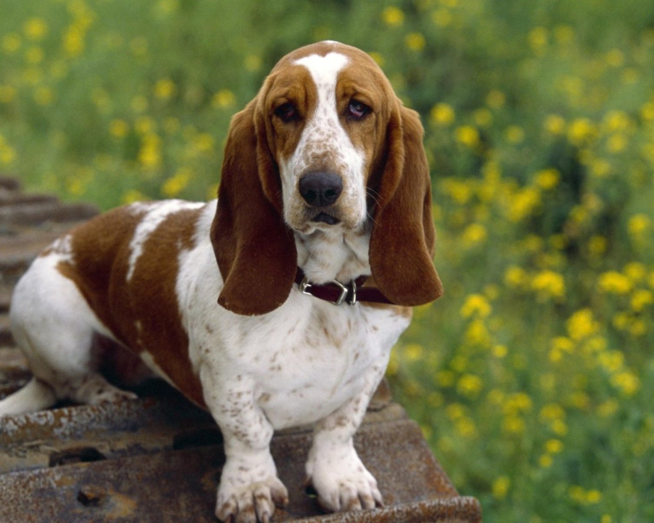 Basset hound lick