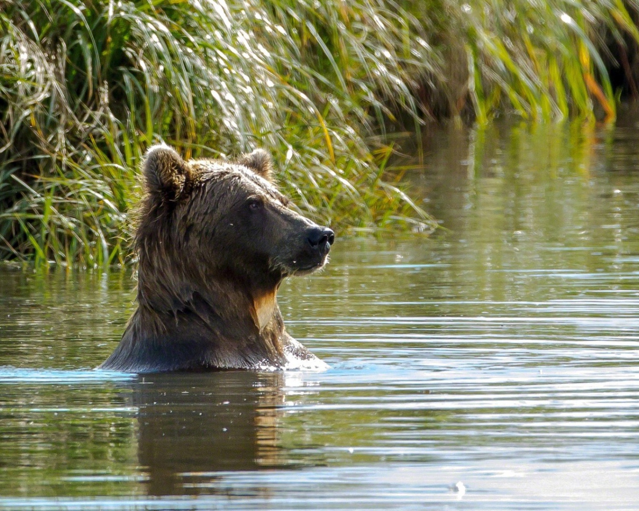 Медведь в воде фото