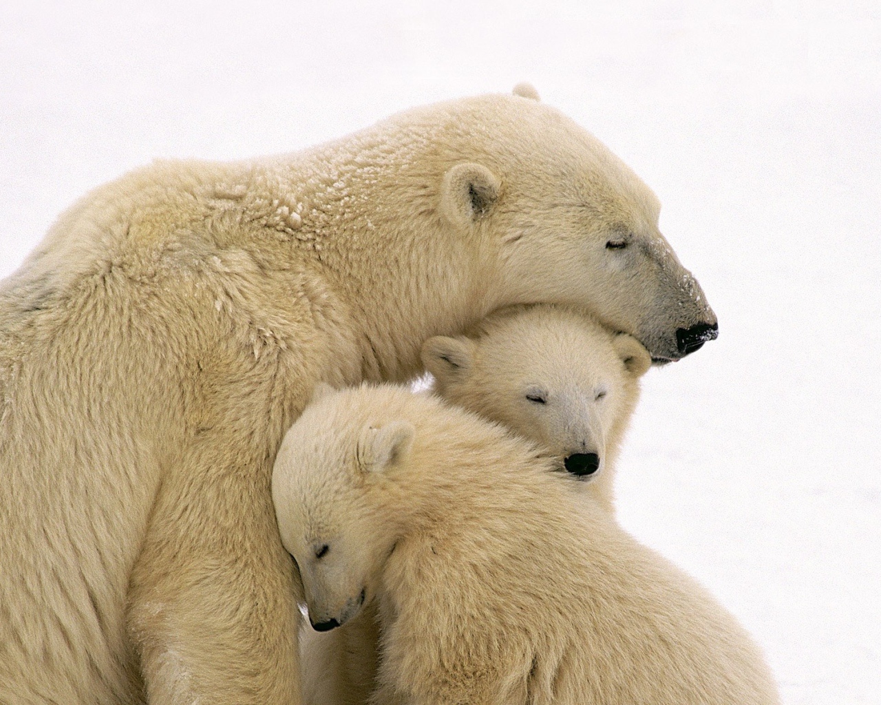 White bear and two bear
